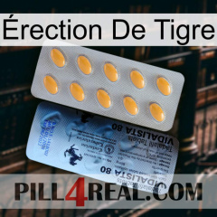Érection De Tigre 44